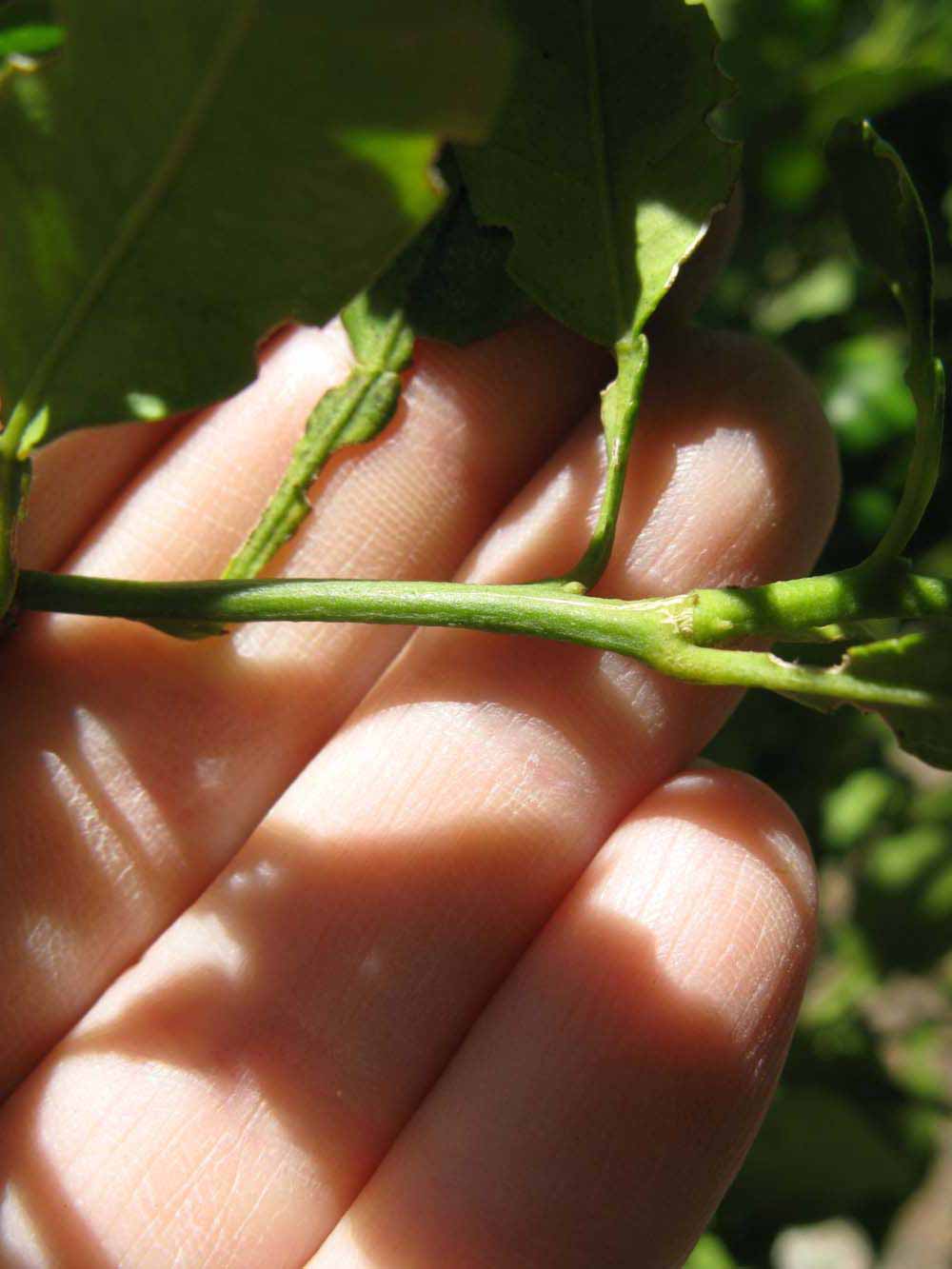            First year twig (Winter Haven, FL)   